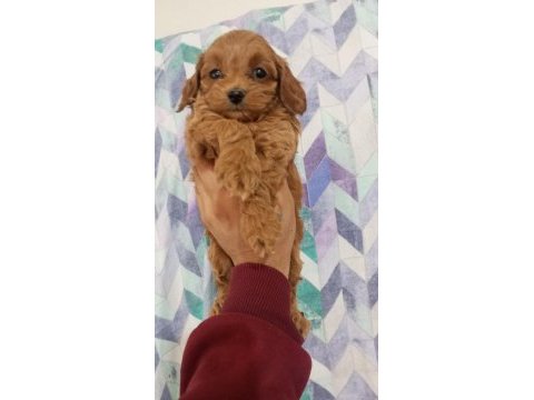 Toy maltipoo yavrularımız