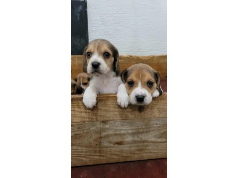 Beagle yavrularımız ırk garantilidir