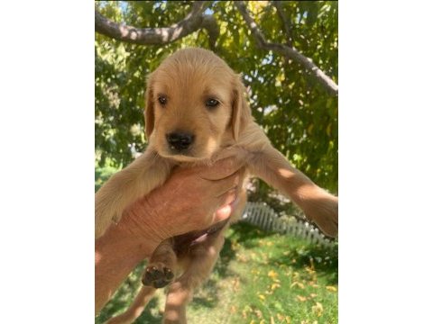 Kaliteli golden retriever yavrular teslime hazır