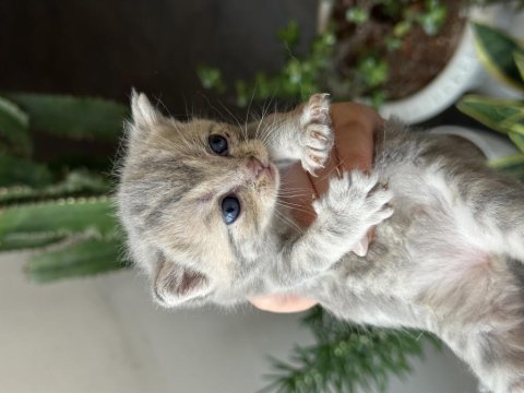 British shorthair kedisi