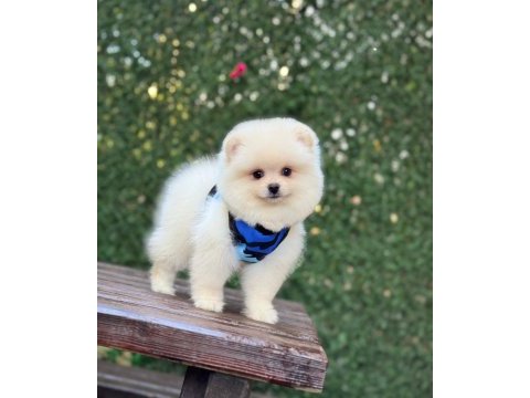 Pomeranian boo köpeği