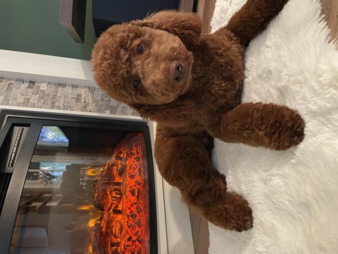 Akıllı poodle leo