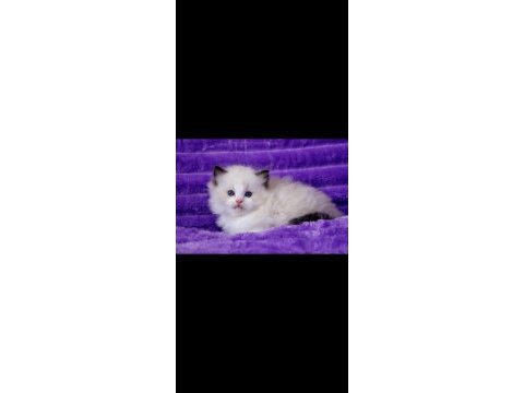 Asil duruşlu ragdoll 