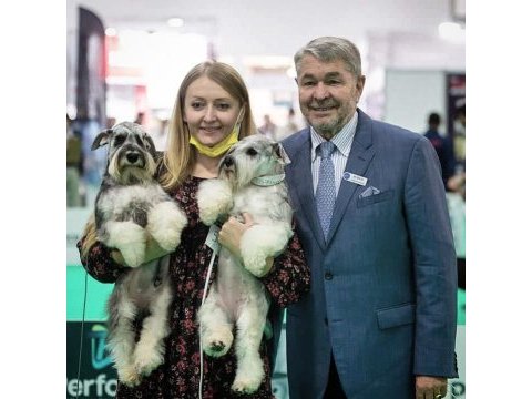 Fcı şecereli miniature schnauzer
