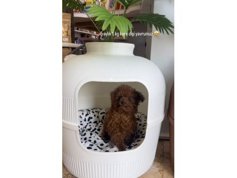 Koreden teacup dişi poodle yavrumuz