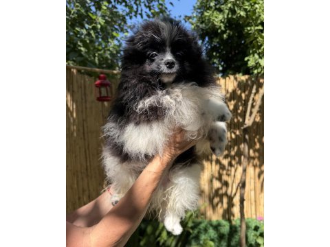 Pomeranian boo bicolor dişi ve erkek
