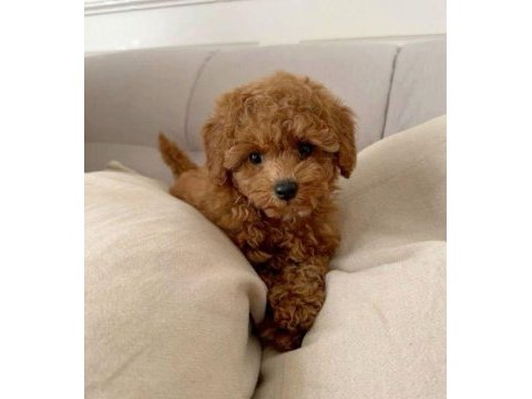 Toy ve kore poodle yavrularımız