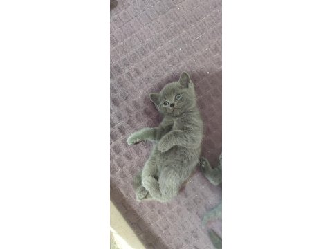 Scottish fold yavrularımız yeni yuvalarını arıyor