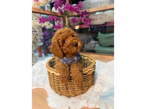 Toy poodle yavru 3 ay minik ve a kalite