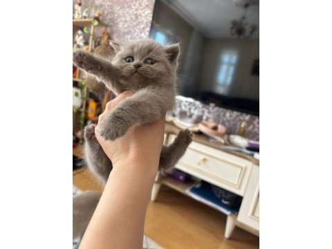 British ve scottish fold dişi kedimiz