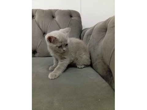 2.5 aylık dişi british shorthair