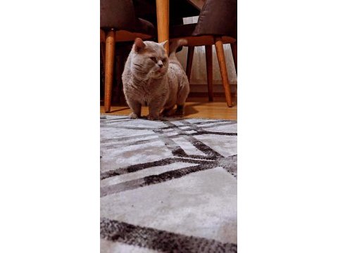 Kedilerim yeni yuvalarını arıyorlar