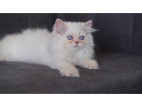 British longhair golden point erkek kedi