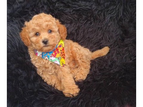 Toy poodle köpeği