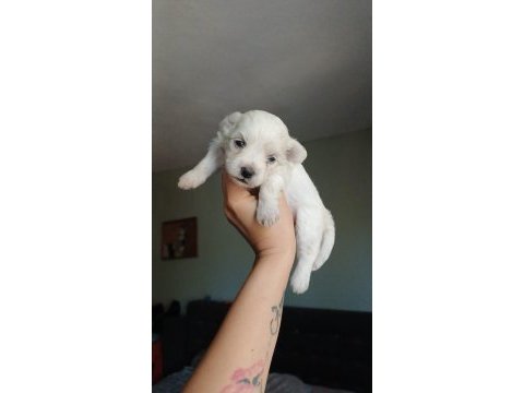 Toy poodle yavrular