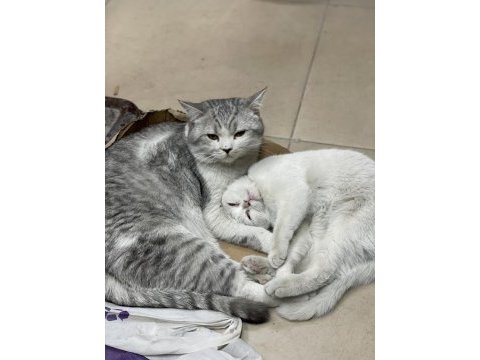 Erkek 1 yaş dişi 5 aylık british shorthair