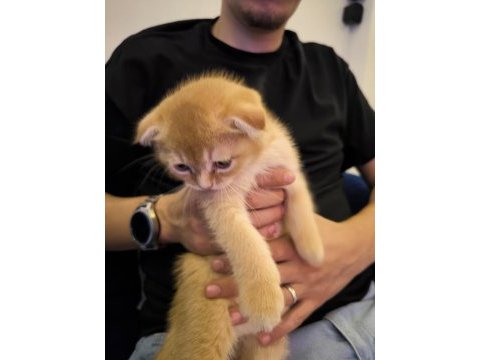 Golden scottish fold 1.5 aylık yavrumuz