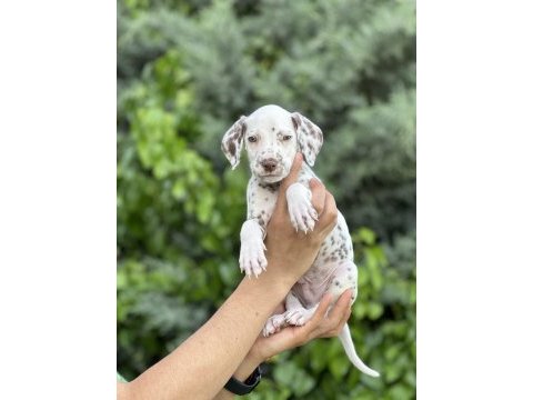 Red dalmatian yavrumuz