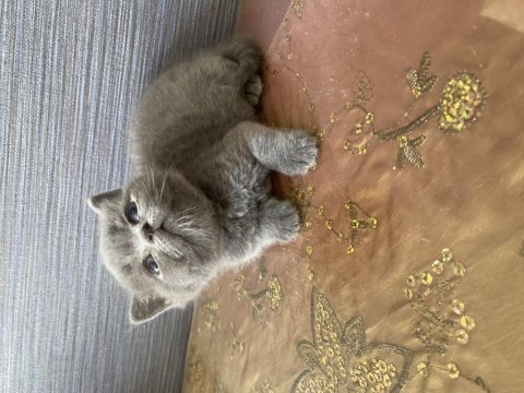 British shorthair gri
