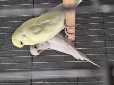 Show jumbo muhabbet kuşu takımlar