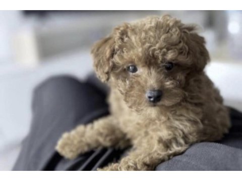 Toy poodle yavrular