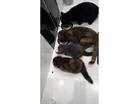 4 aylık scottish fold 2 yavru uysal