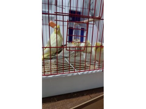 Yeme yeni düşmüş yavru sultan papağanlar