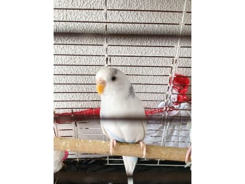 1 yaşında çift muhabbet kuşlar