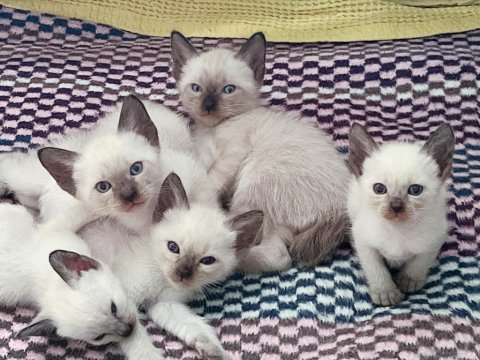 Safkan siyam kedilerimiz