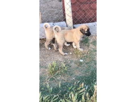 Kangal erkek yavru