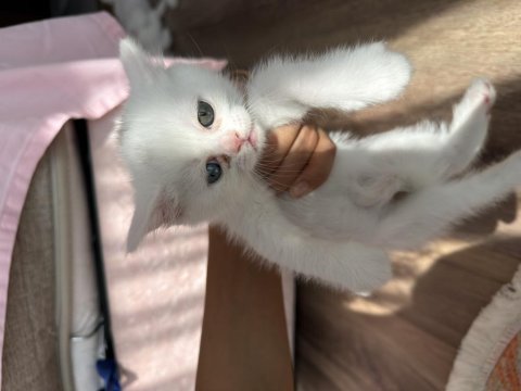 Satılık british shorthair kedisi