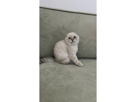 Scottish fold yavru