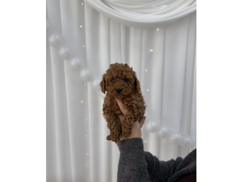 Toy poodle yavrular