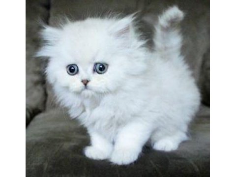 British longhair yavrular evinizin neşesi olacaktır