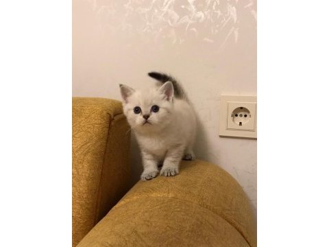 Show british longhair yeni yuvasını bekliyor