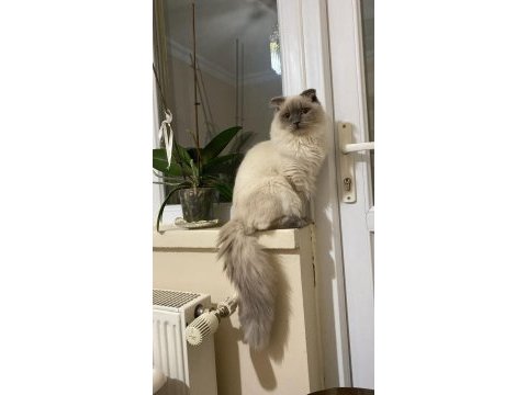 Blue point british longhair oğlumuza eş arıyoruz