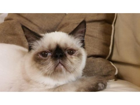 Safkan exotic shorthair blue point dişi l