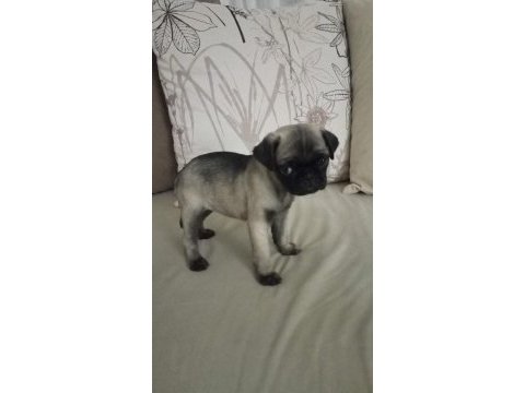 Rıfkısu hazır pug