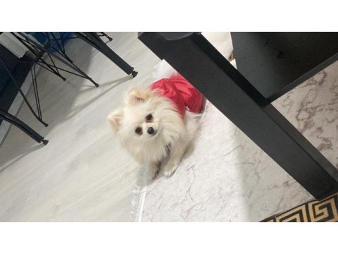 Pomeranian boo 1.5 yaşında 2 kilo
