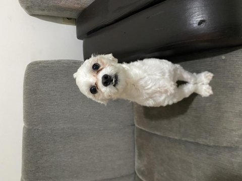 Malta terrier 11 aylık tüm eğitimleri vardır