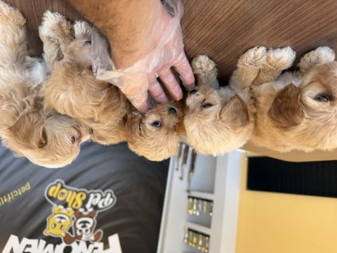 Bu yavrular kaçmaz maltipoo bebekler teslime hazır ank 