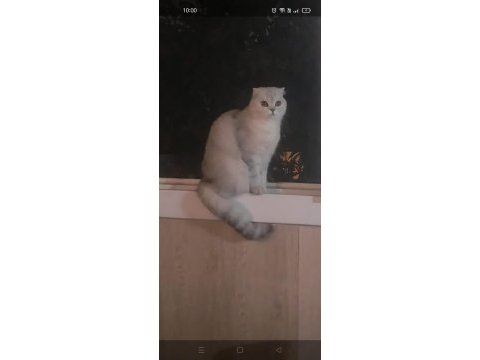 Uyumlu scottish fold kedimiz