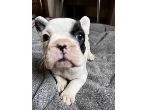 Ev bakımı şeceresi olan french bulldog yavrular