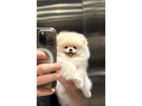Ayı surat pomeranian boo erkek dişi