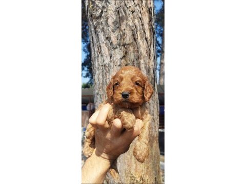 Maltipoo yavruları