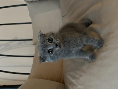 Bursa osmangazi british shorthair
