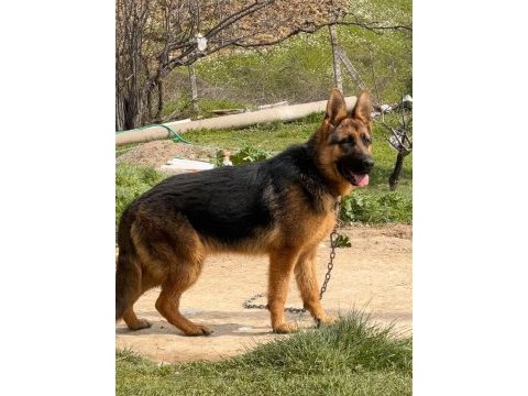 Safkan düşük bel şecereli alman çoban köpeği