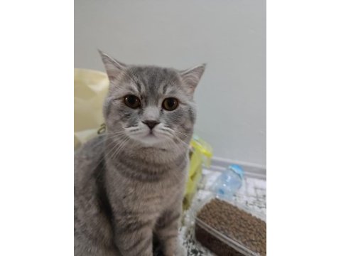 Yuva arıyor! 1,5 yaşında british shorthair