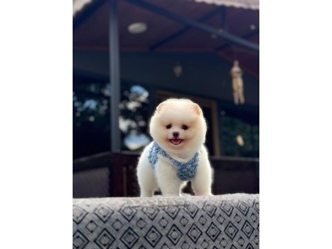 Yavru pomeranian boo köpekler