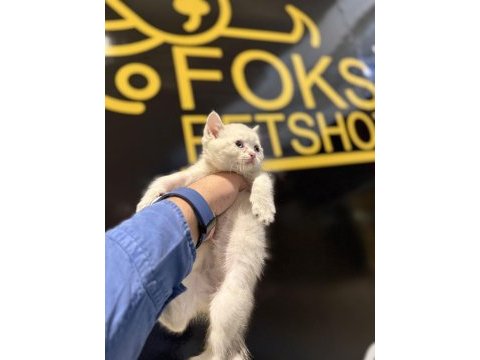 Britsh shorthair yavrular iki aylık
